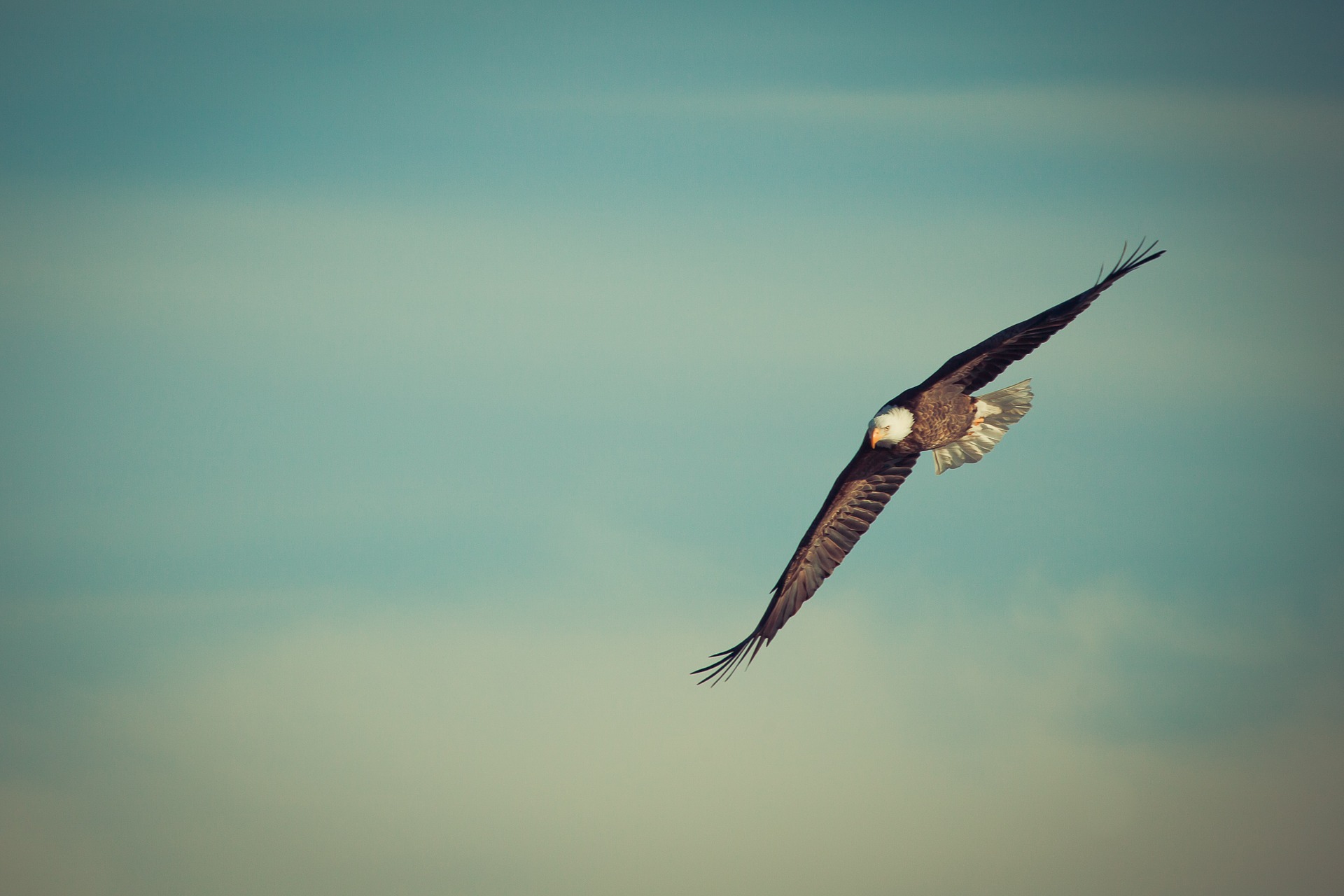 soaring eagle