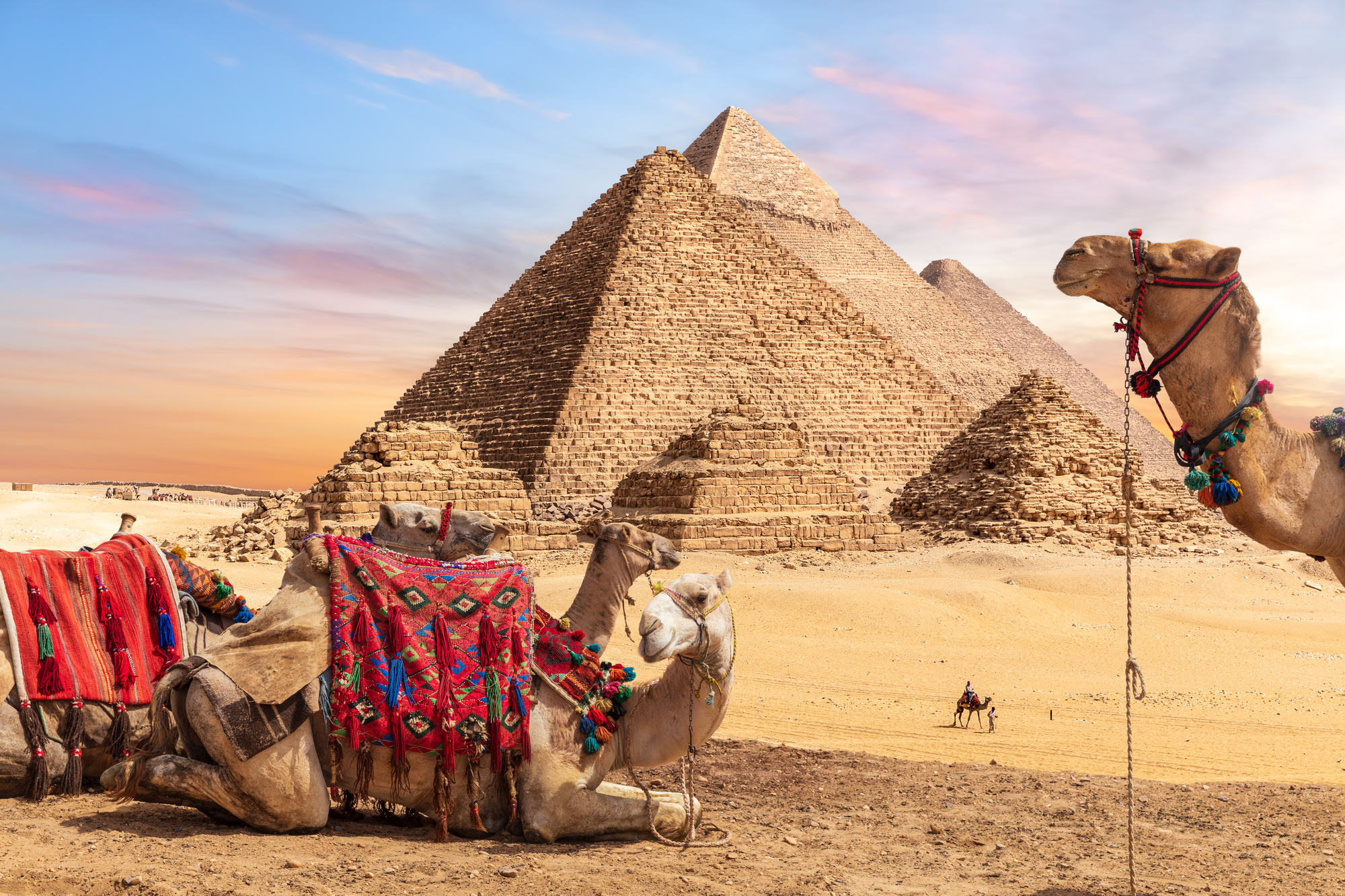 Camels near the Pyramids of Giza, Egypt.
