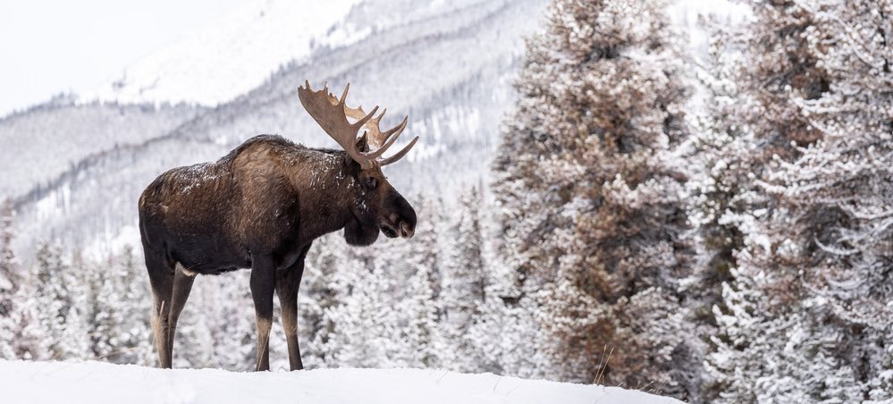 Moose Canada Wildlife
