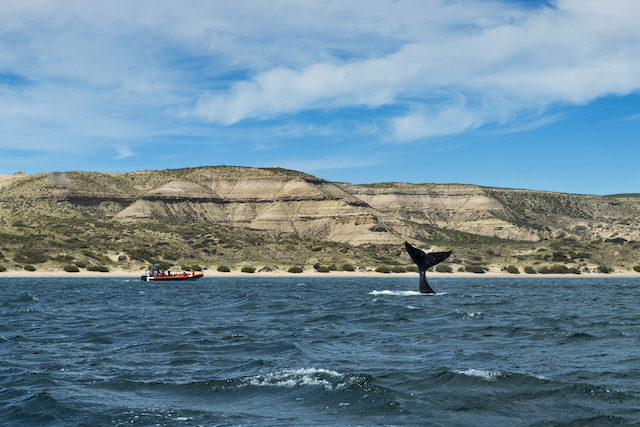 Southern Right Whale flipping its tale in the Valdes Peninsula in Argentina