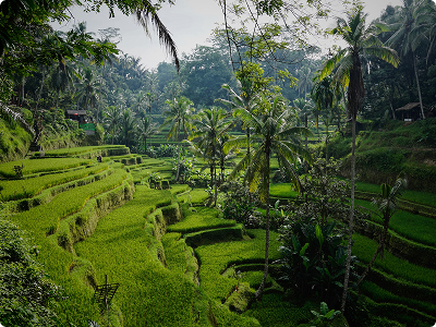 Lush green terraced rice fields in Bali surrounded by tropical trees and dense vegetation under a partly cloudy sky.