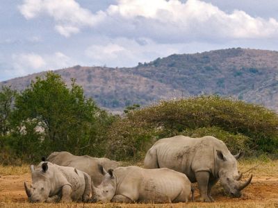 Four rhinos rest on the ground in a grassy area in South Africa, with bushes and hills in the background under a cloudy sky.