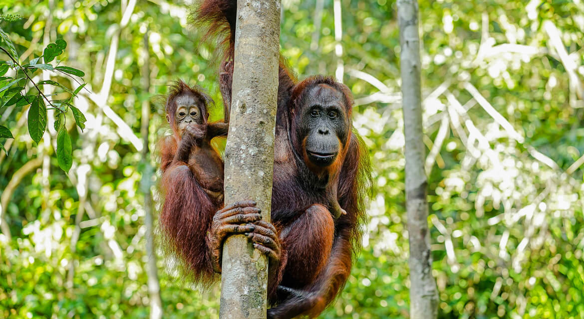 An orangutan mother and her baby cling to a tree trunk in a lush green forest.