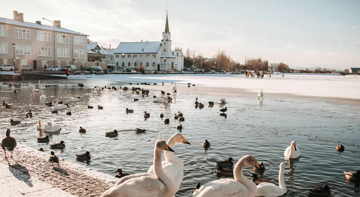 Snow-covered urban lake in Reykjavik with swans and ducks swimming near the shore, church steeple in the background, and people walking on ice, capturing Iceland’s peaceful winter landscape and city life