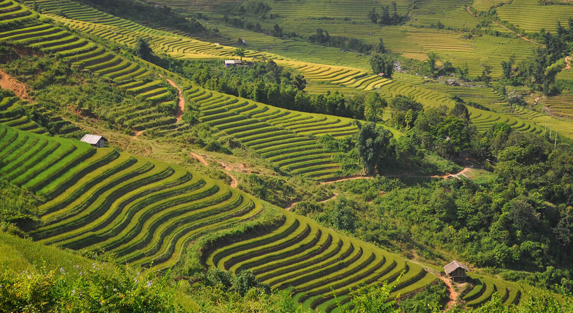 Panoramic view of terraced rice fields in Sapa with lush green crops and hillside huts surrounded by forest, showcasing traditional farming and scenic mountain landscapes in northern Vietnam